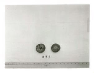 Click for 1 image(s) for this accession. FRUIT